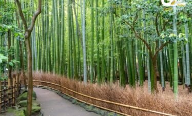 Arashiyama bamboo grove Kyoto Japan tour peaceful nature walkway