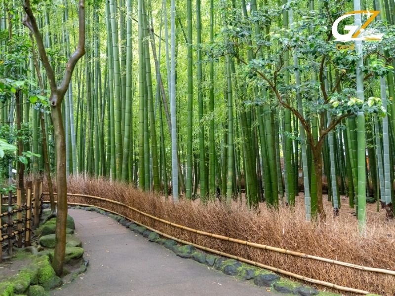Arashiyama bamboo grove Kyoto Japan tour peaceful nature walkway