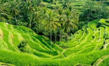 Scenic Tegallalang rice terraces in Bali with lush green layered fields and palm trees