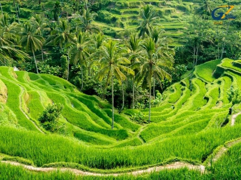 Scenic Tegallalang rice terraces in Bali with lush green layered fields and palm trees
