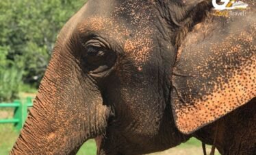 Chiang Mai elephant sanctuary experience with tourists feeding elephants in Thailand