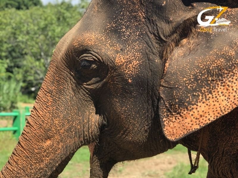 Chiang Mai elephant sanctuary experience with tourists feeding elephants in Thailand