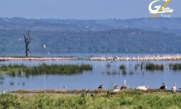 Lake Nakuru Kenya pink flamingos gathered along the lake with scenic national park background