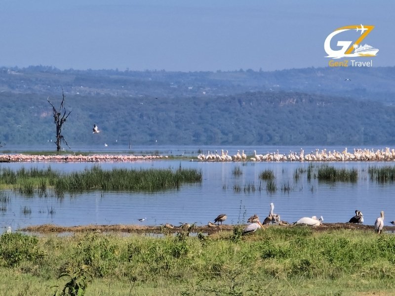 Lake Nakuru Kenya pink flamingos gathered along the lake with scenic national park background