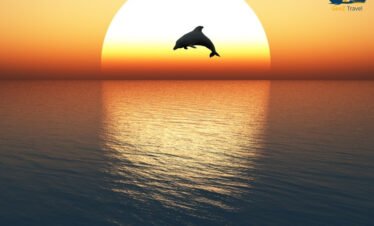 Dolphins jumping in Maldives ocean during golden sunset cruise experience