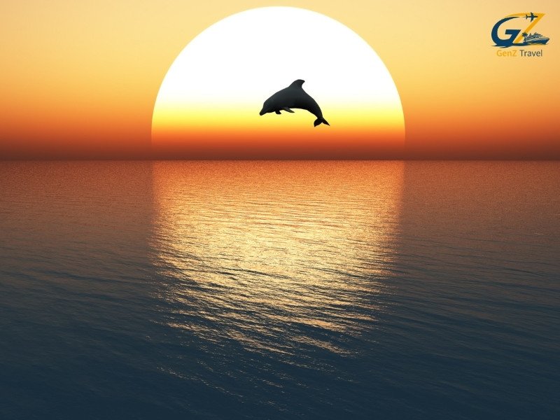 Dolphins jumping in Maldives ocean during golden sunset cruise experience