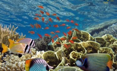 Snorkeling in crystal clear waters with coral reef in the Maldives