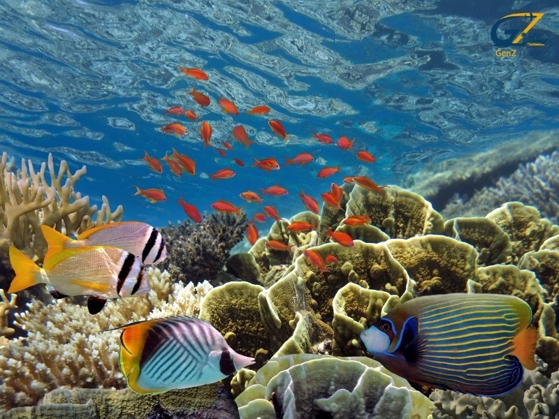 Snorkeling in crystal clear waters with coral reef in the Maldives