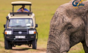 Masai Mara safari Kenya with Big Five wildlife including lions, elephants and giraffes in open savannah