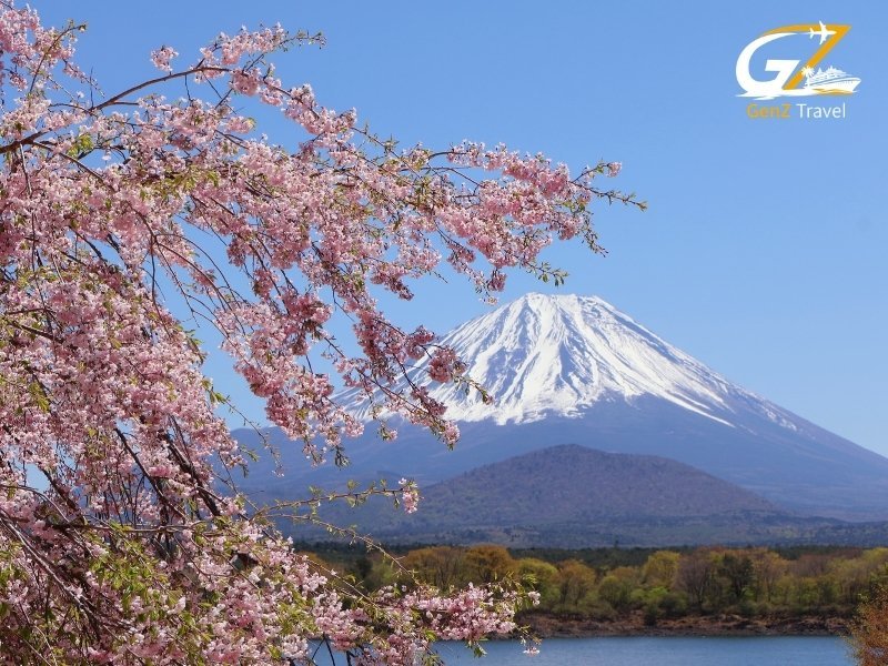 Mount Fuji with cherry blossoms Japan tour highlight from UK Asia package