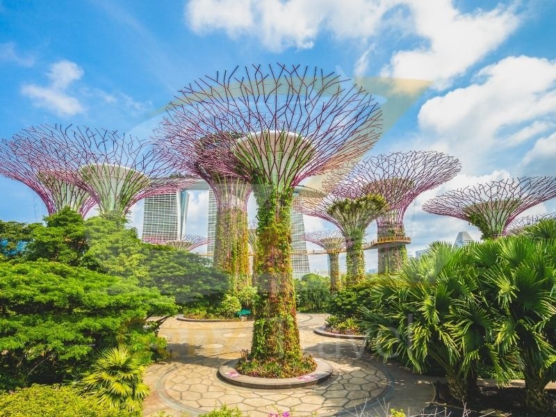 Supertree Grove glowing at night in Gardens by the Bay Singapore with light show