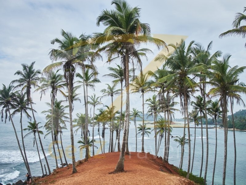 Sri Lanka holidays from the UK with Mirissa tropical beach and palm trees