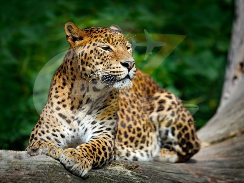 Sri Lanka holidays wildlife safari with leopard in Yala National Park