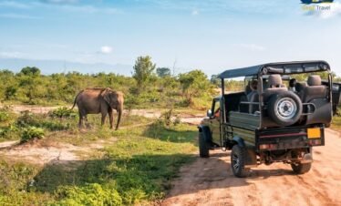 Wild elephants spotted during safari in Udawalawa National Park with jeep in background