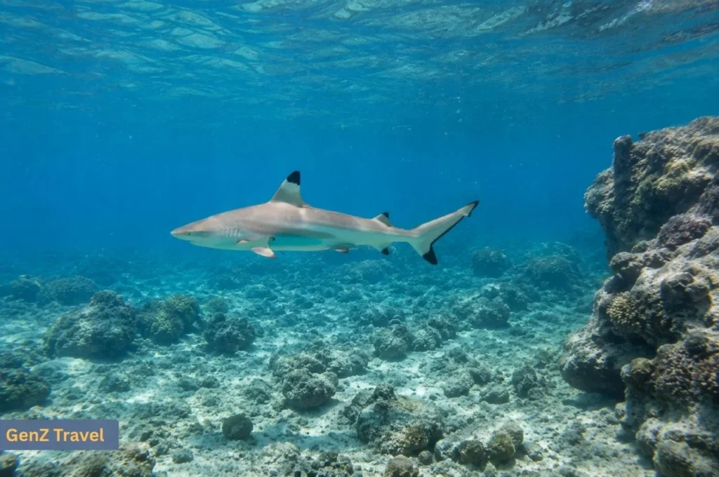 Blacktip reef shark swimming above a rocky coral seabed at Shark Point near Phi Phi Don.