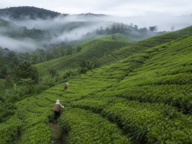 Misty tea plantations covering the rolling green hills of Cameron Highlands, Malaysia
