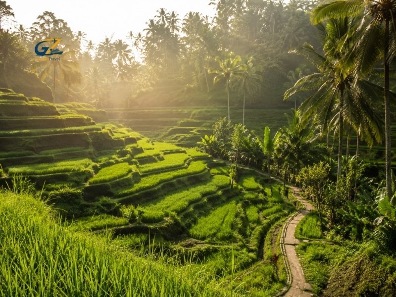 Lush green Tegallalang Rice Terraces surrounded by palm trees near Ubud, Bali