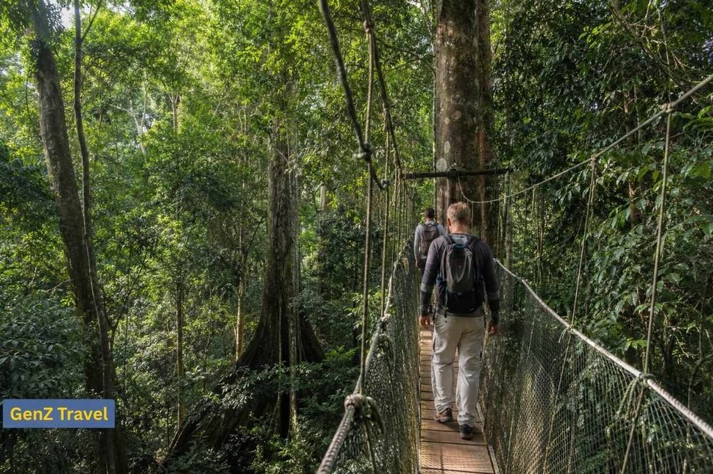 Travellers crossing the canopy walkway high above the ancient tropical rainforest in Taman Negara, Malaysia
