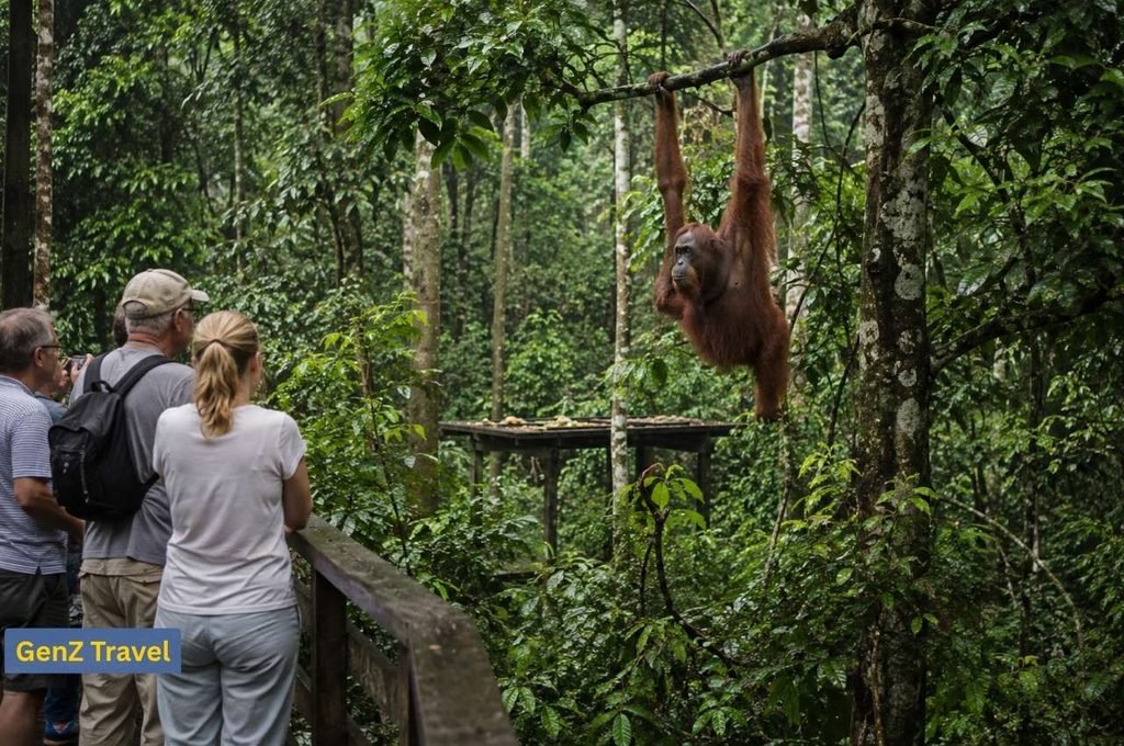 Visitors watching an orangutan hanging from a tree at Sepilok Orangutan Rehabilitation Centre in Sabah.