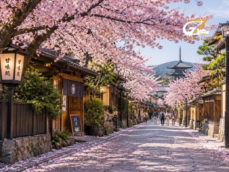 Cherry blossom season Japan with Sakura trees lining a traditional Kyoto street during spring